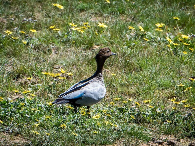 Wood Duck