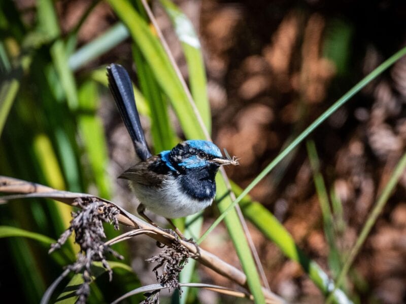 Superb Fairy Wren