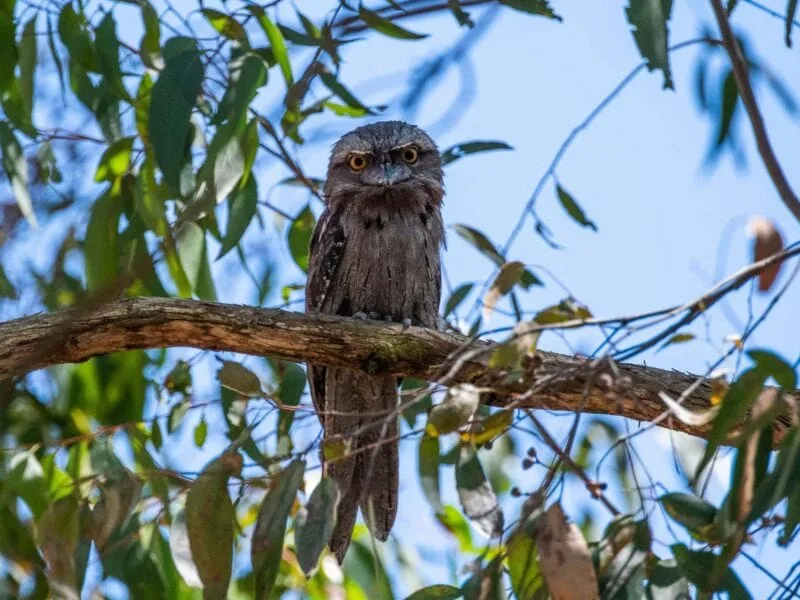 Tawny frogmouth
